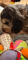 Cocker Spaniel dogs - Advert 13