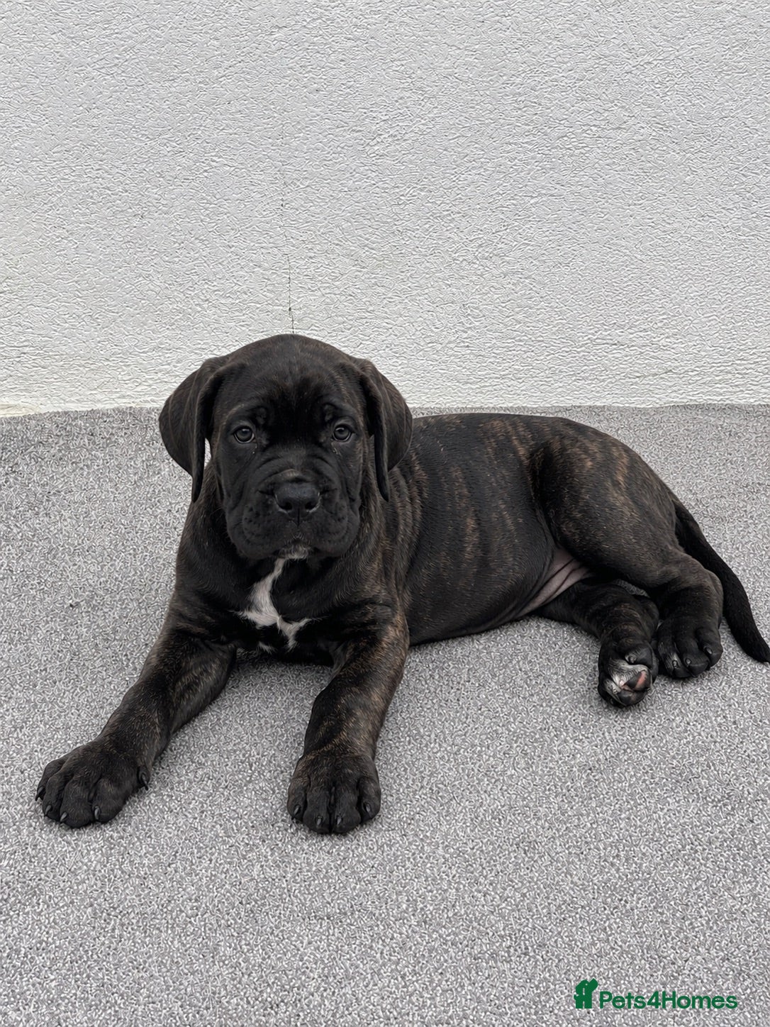 Cane Corso dogs 🐾 European Champion Bloodline Cane Corso Puppies - Advert 2