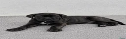 Cane Corso dogs for sale: 🐾 European Champion Bloodline Cane Corso Puppies - Advert 2