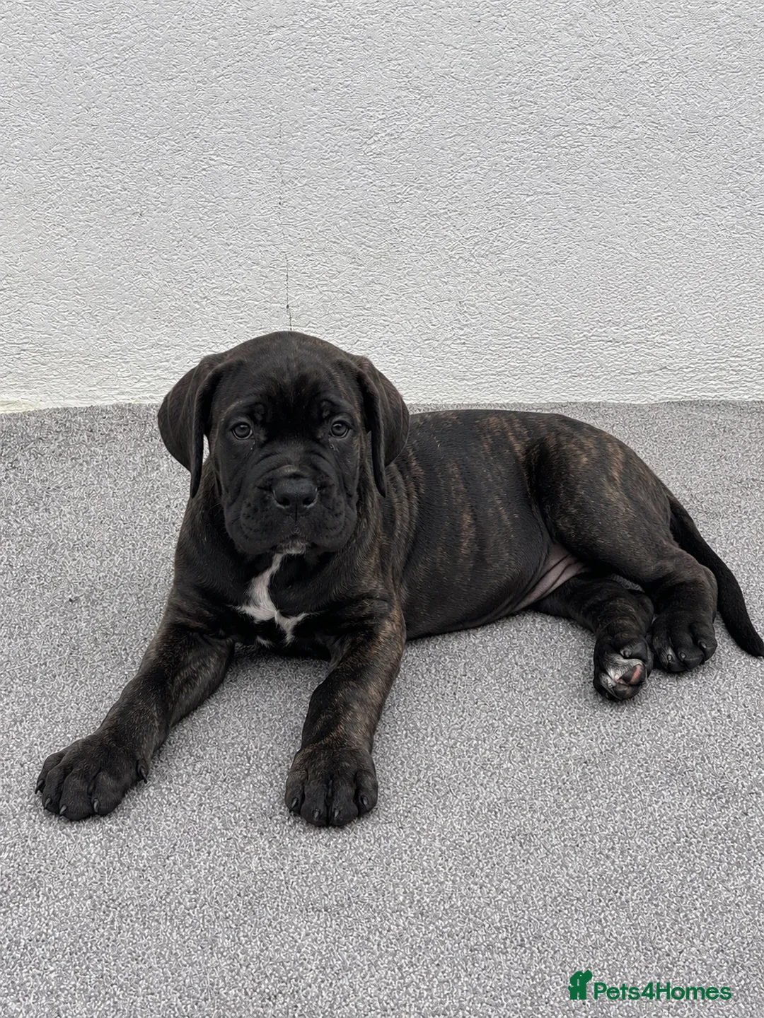 Cane Corso dogs for sale: 🐾 European Champion Bloodline Cane Corso Puppies - Advert 2