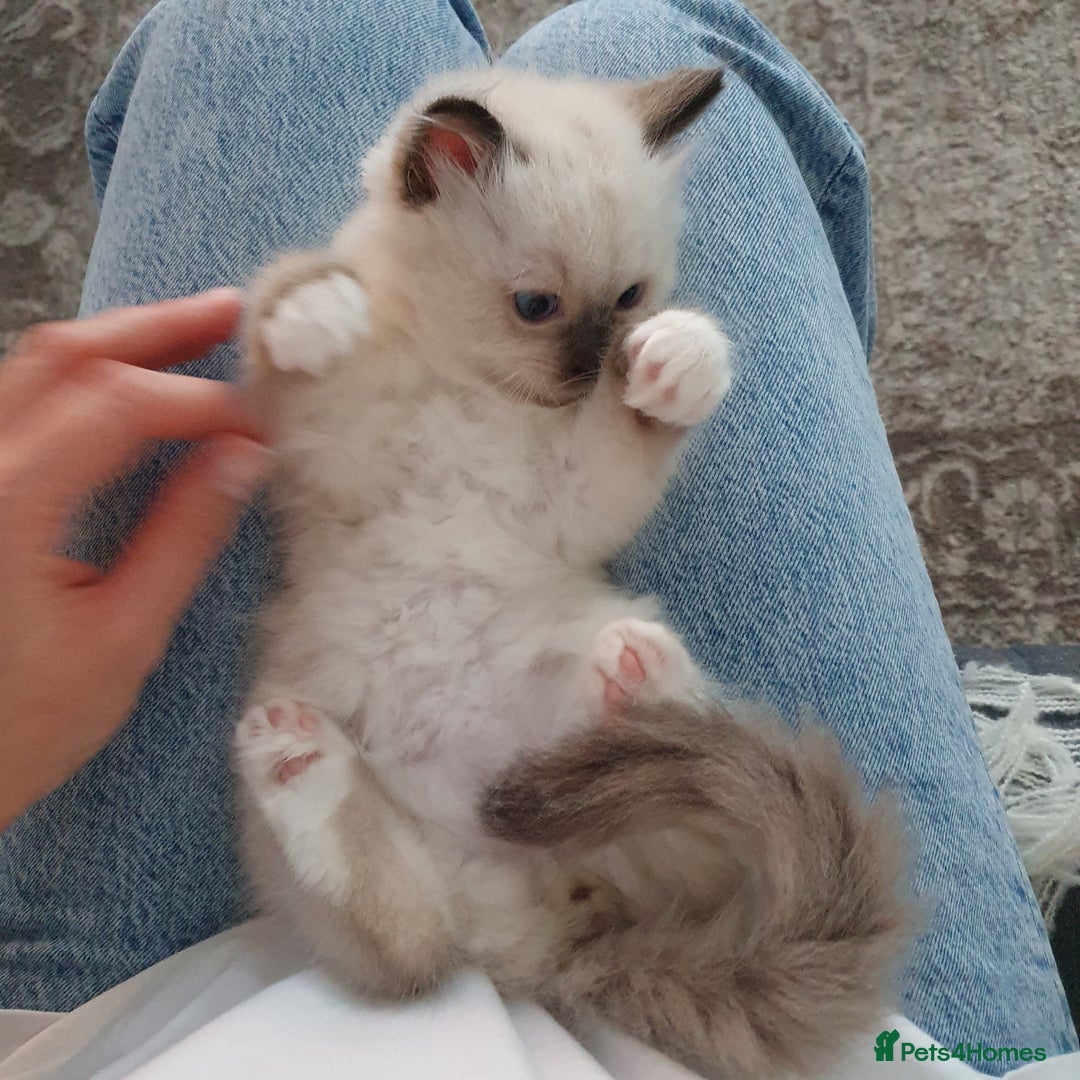 Ragdoll cats for sale: The cutest beautiful Ragdoll kittens! Ready :) - Image 19