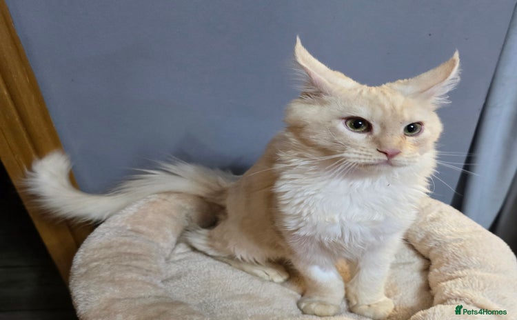 Maine Coon cats Last Boy - TICA MaineCoon - Advert 3