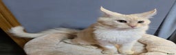 Maine Coon cats for sale: Ready now  -TICA MaineCoon Boy - Advert 2