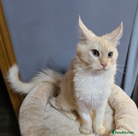 Maine Coon cats Last Boy - TICA MaineCoon - Advert 3