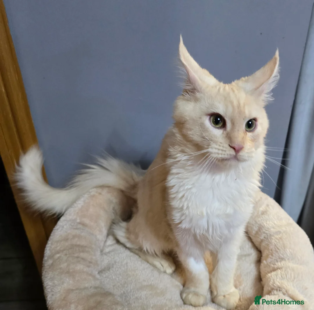 Maine Coon cats for sale: TICA MaineCoon Boy - Neutered  - Advert 2