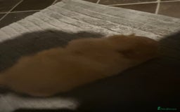 Pomeranian dogs for sale: Two Male Pomeranian’s!  - Advert 22