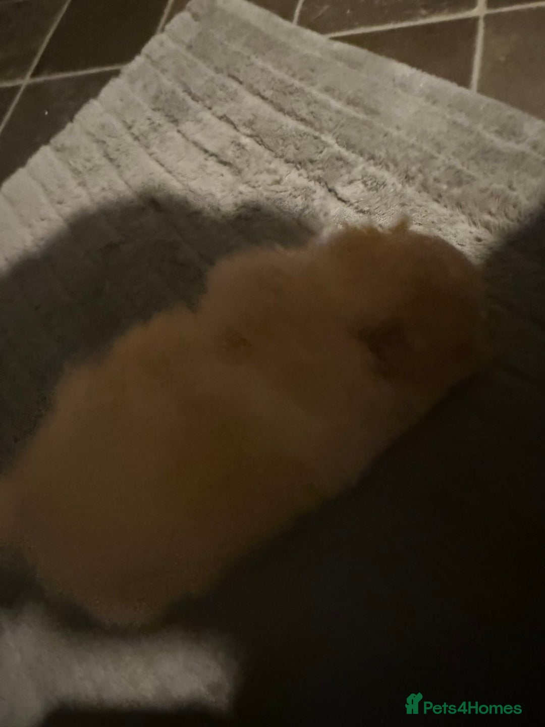 Pomeranian dogs for sale: Two Male Pomeranian’s!  - Advert 22