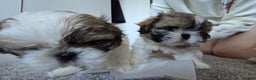 Shih Tzu dogs for sale: Two Shih Tzu female - Advert 28