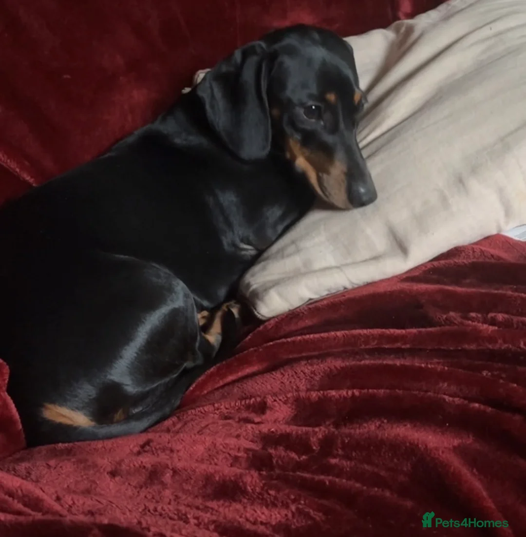 Dachshund dogs for sale: beautiful female pup for sale  - Advert 2