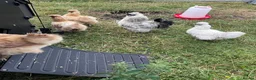 Chickens poultry for sale: Pure bred Silkie Pullets - Advert 4