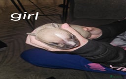 American Bully dogs for sale: Pocket bully - Image 3