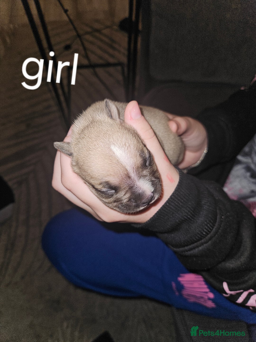 American Bully dogs for sale: Pocket bully - Image 3