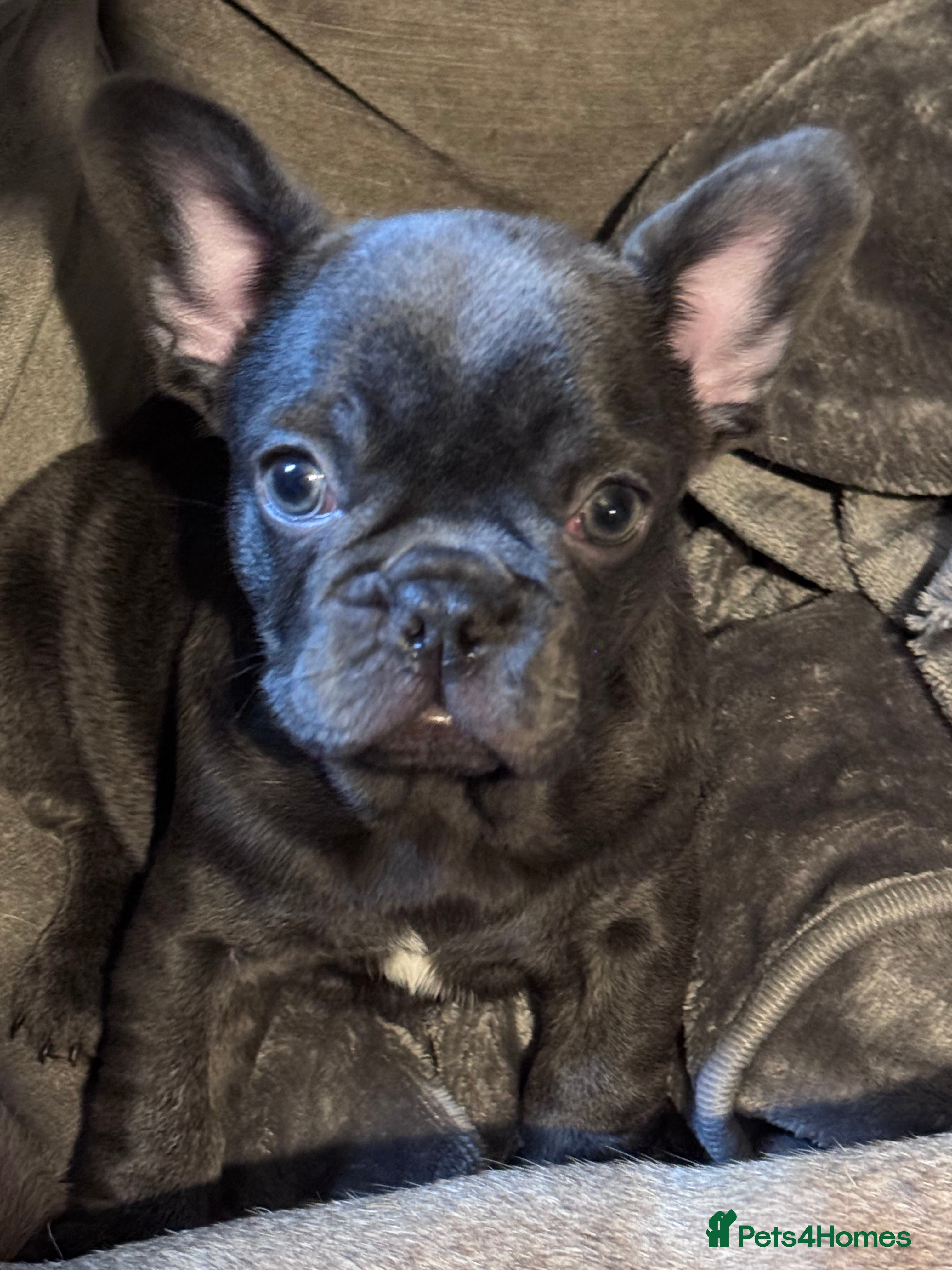French Bulldog dogs Kc Registered French bulldog male last one - Advert 2