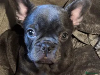 French Bulldog dogs Kc Registered French bulldog male last one - Advert 2