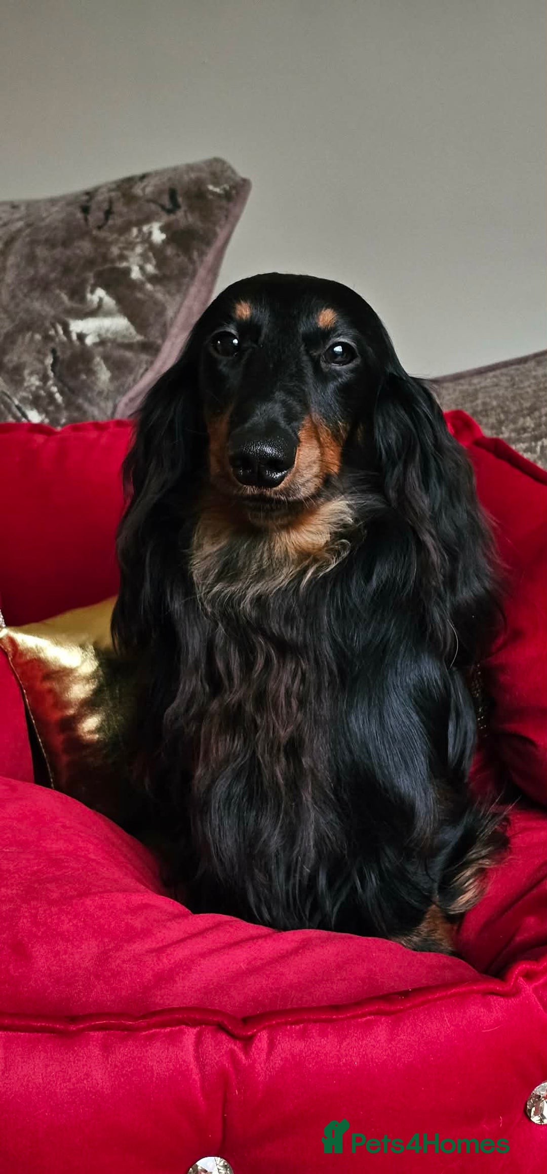 Miniature Dachshund dogs for sale: Stunning  KC Reg Puppies,  Health Tested Parents - Advert 2