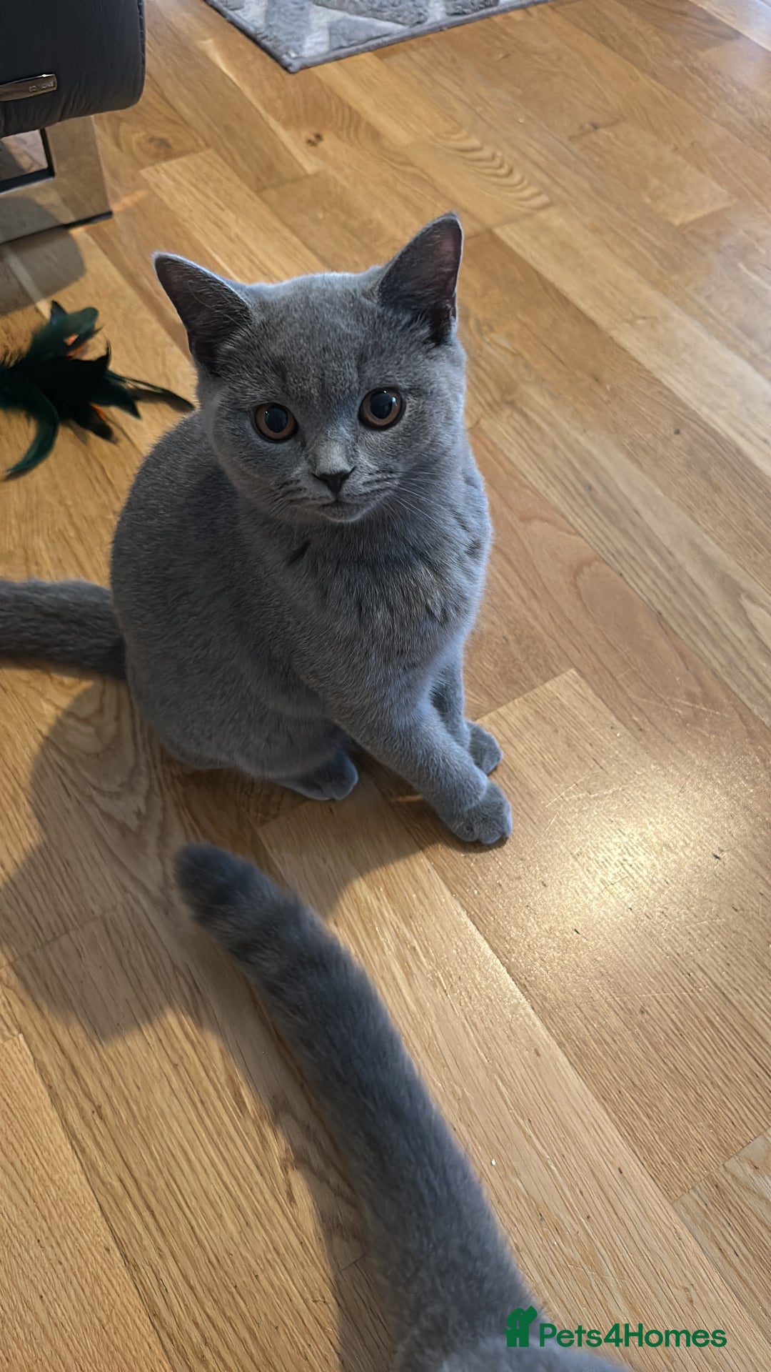 British Shorthair cats for sale: My 2 cute girls are ready to find new family💗  - Image 10
