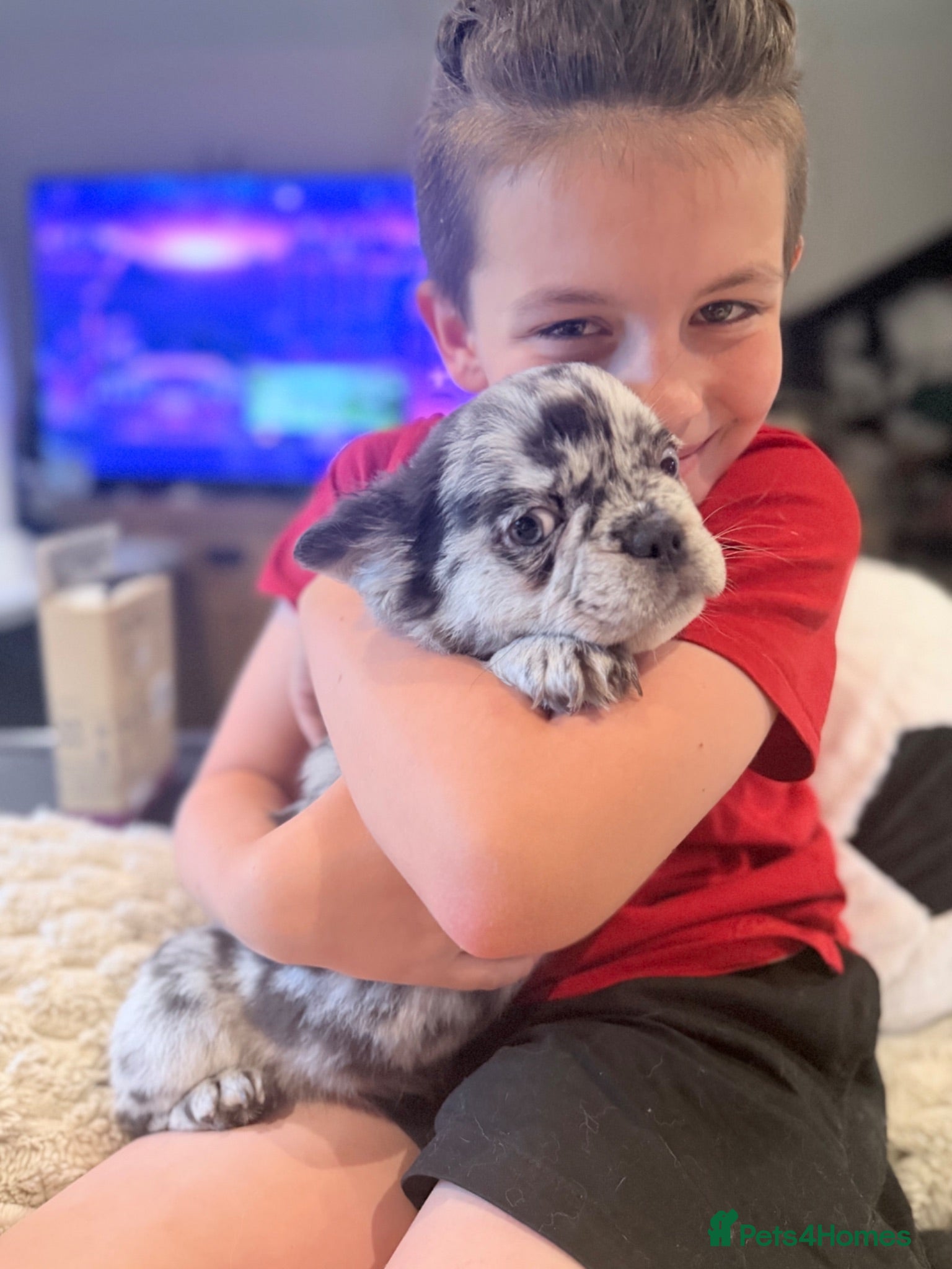 French Bulldog dogs LAST GIRL Fluffy Merle Frenchie - Advert 2