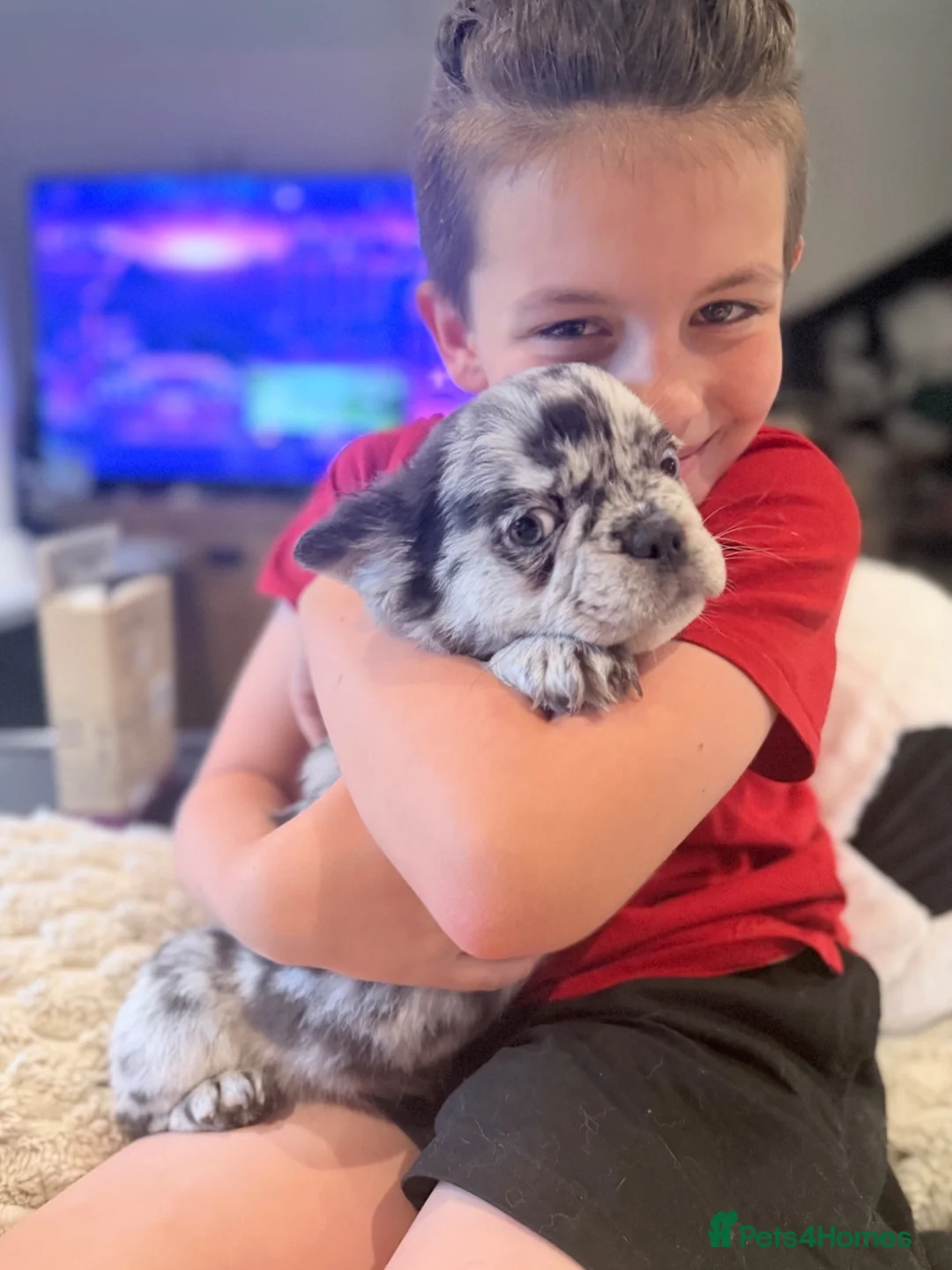 French Bulldog dogs for sale: LAST GIRL Fluffy Merle Frenchie - Advert 2