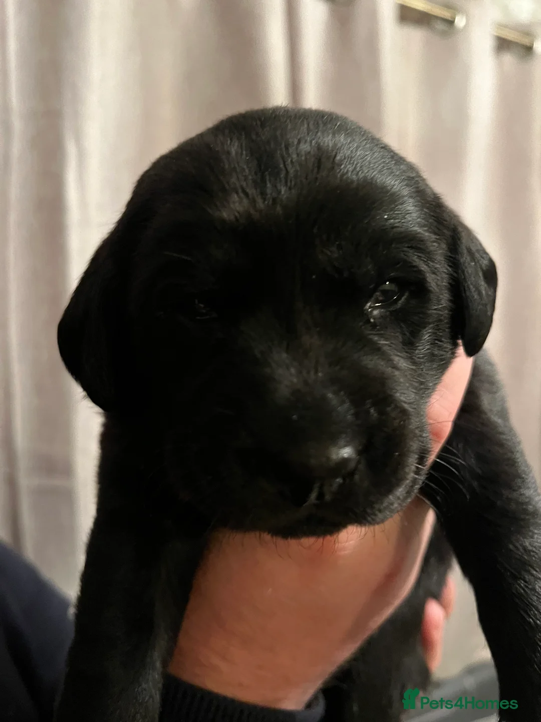 Labrador Retriever dogs for sale: Beautiful Labrador Retriever pups - Advert 5