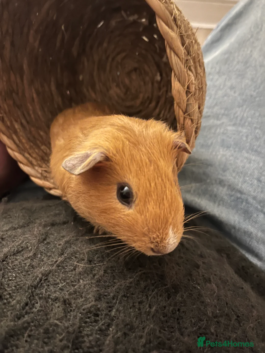 Guinea Pig rodents for sale: Guinea Pig For Adoption  - Advert 2