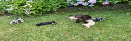 Cockapoo dogs for sale: 6 beautiful F1 cockapoo pups for sale in Neath - Advert 5