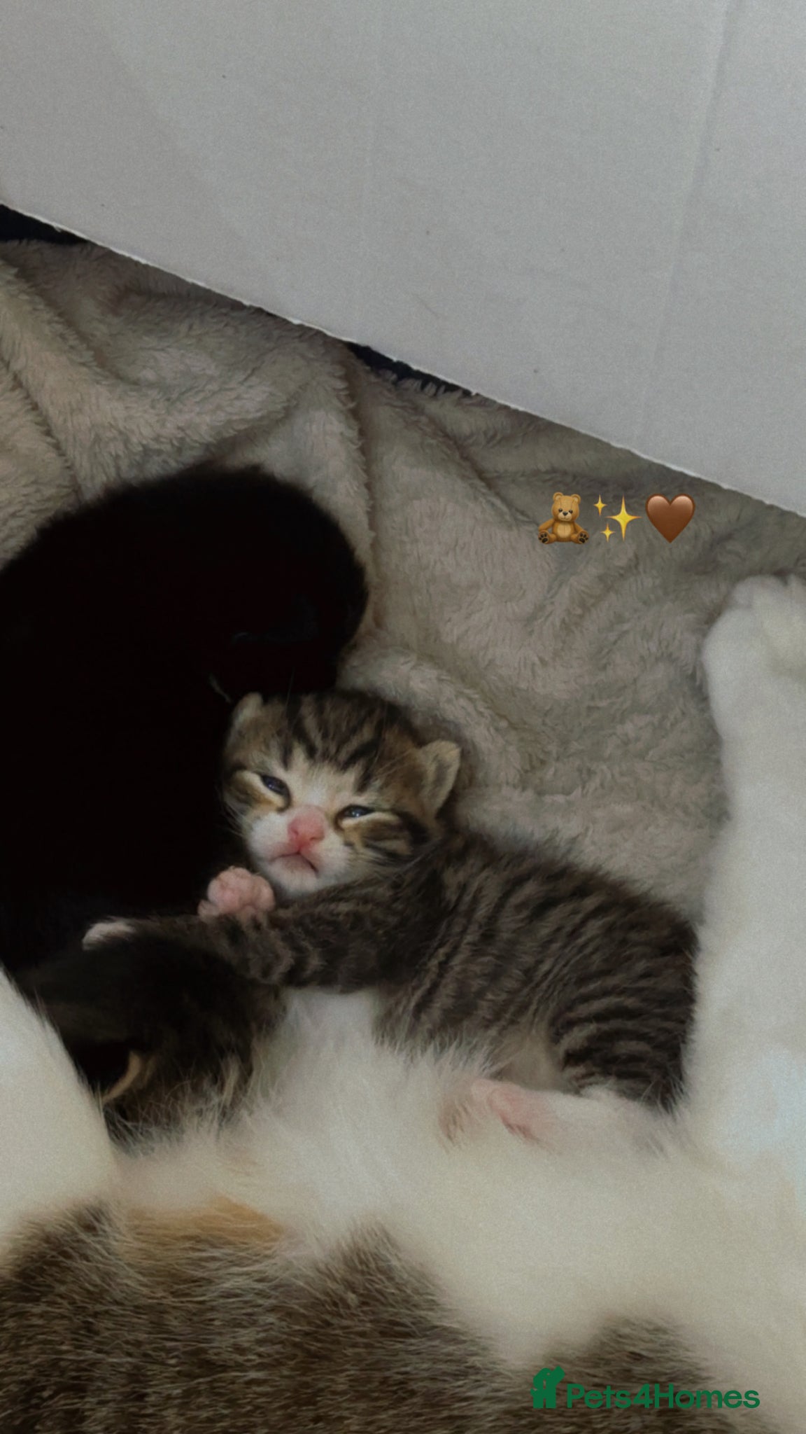 British Longhair cats 3 beautiful longhair kittens for sale✨❤️ - Advert 1