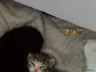 British Longhair cats 3 beautiful longhair kittens for sale✨❤️ - Advert 1