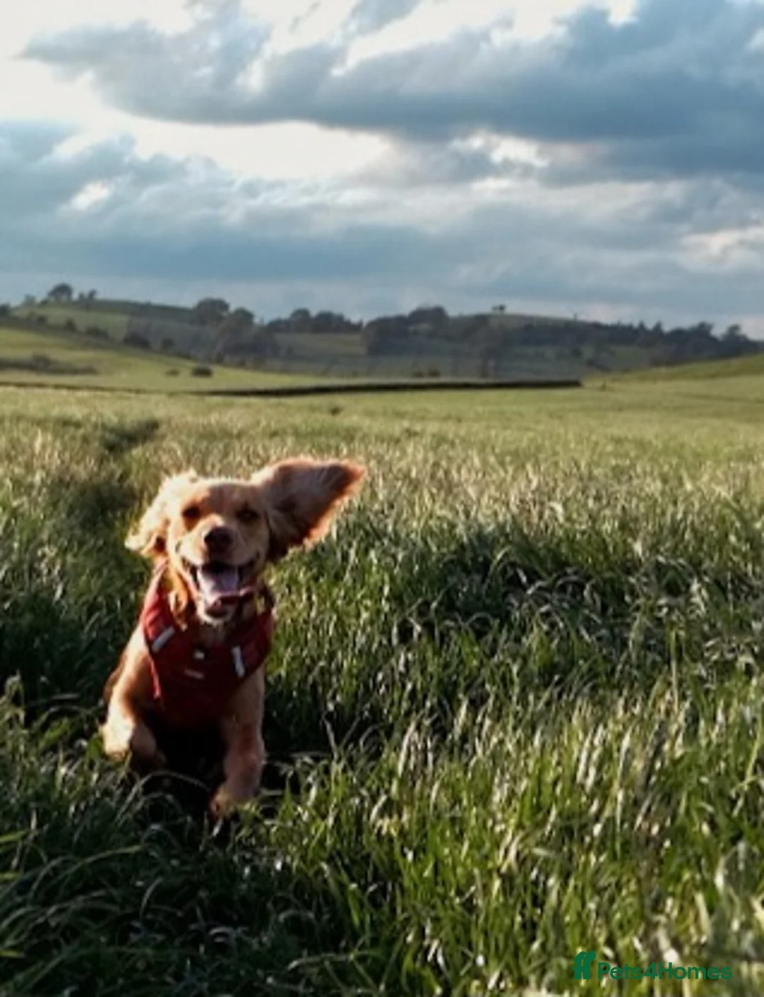 Cocker Spaniel dogs for sale: 3yr old cocker spaniel bitch for sale - Advert 8