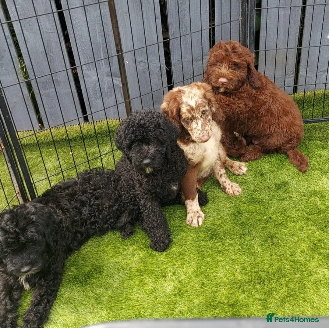 Sproodle dogs for sale: 2 GIRLS LEFT PRA CLEAR SPROODLES - Advert 2