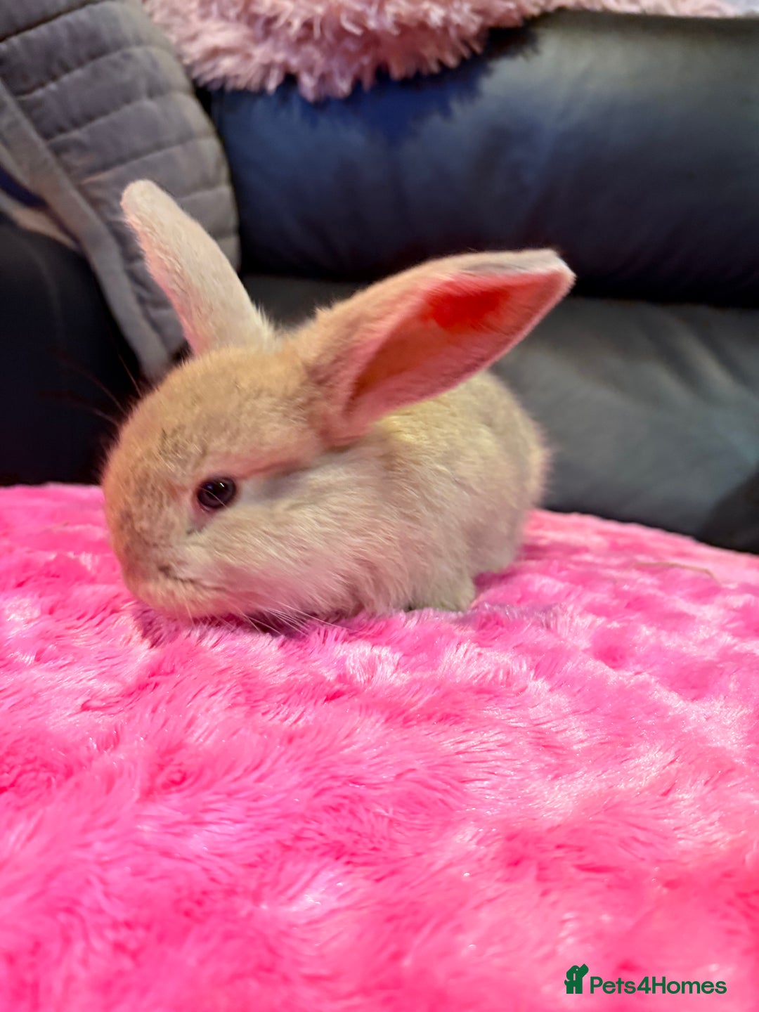 French Lop rabbits for sale: 2 LEFT! 8 Giant French lop x mini lop babies  - Advert 16