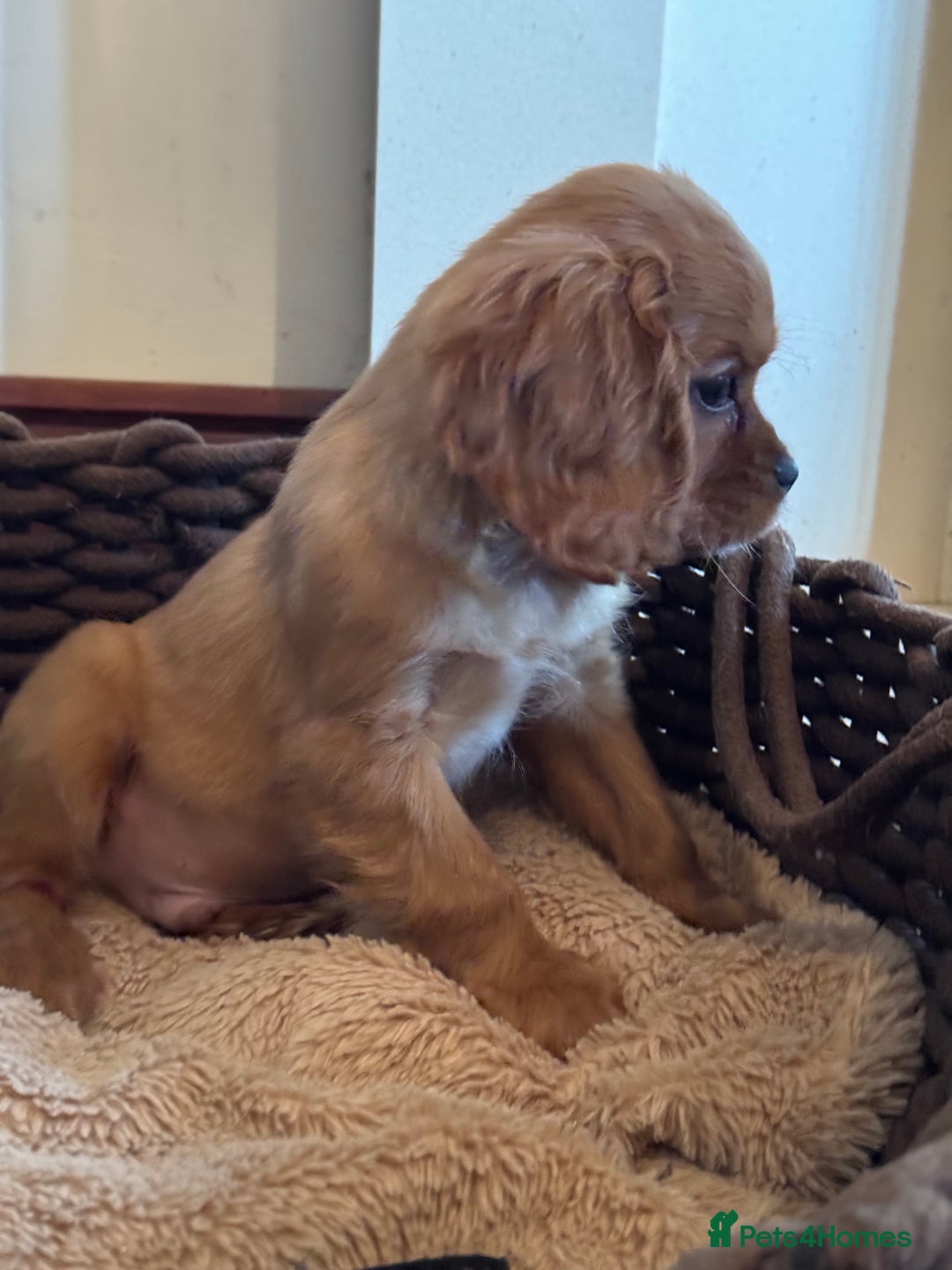 Cavalier King Charles Spaniel dogs for sale: Gorgeous Cavalier King Charles Spaniel Boys - Advert 24