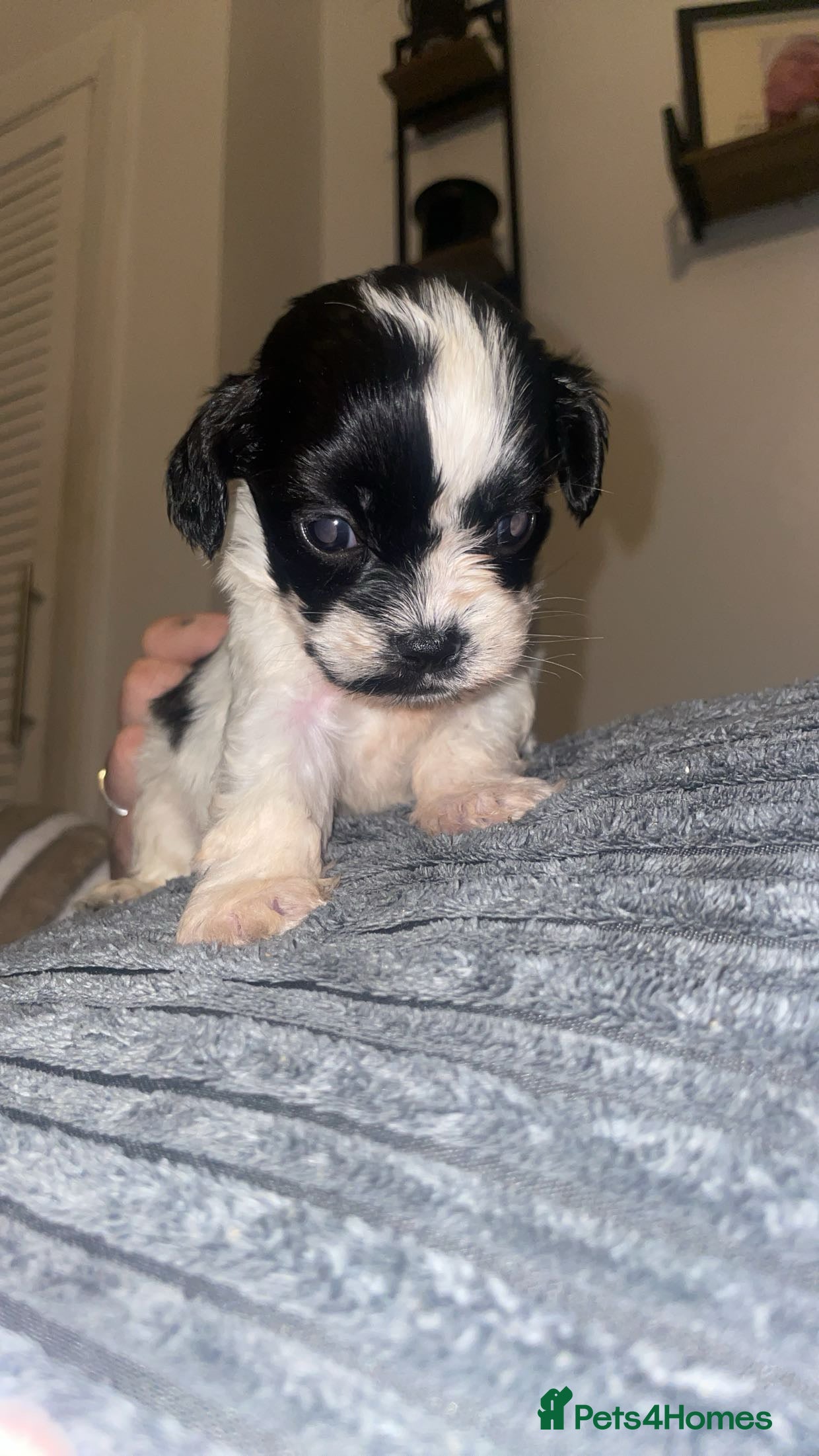 Mixed Breed dogs 1 boy remaining! Cocker-tzu - Advert 8