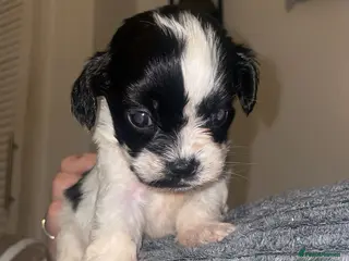 Mixed Breed dogs 1 boy remaining! Cocker-tzu - Advert 13