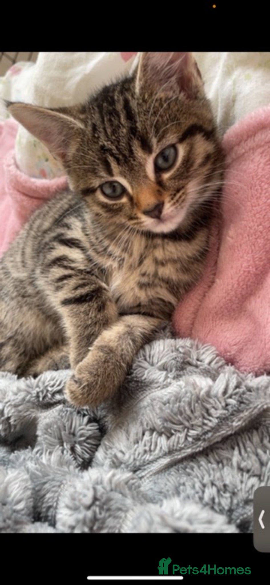 Mixed Breed cats * Beautiful Kittens Ready for a loving home.  - Advert 1