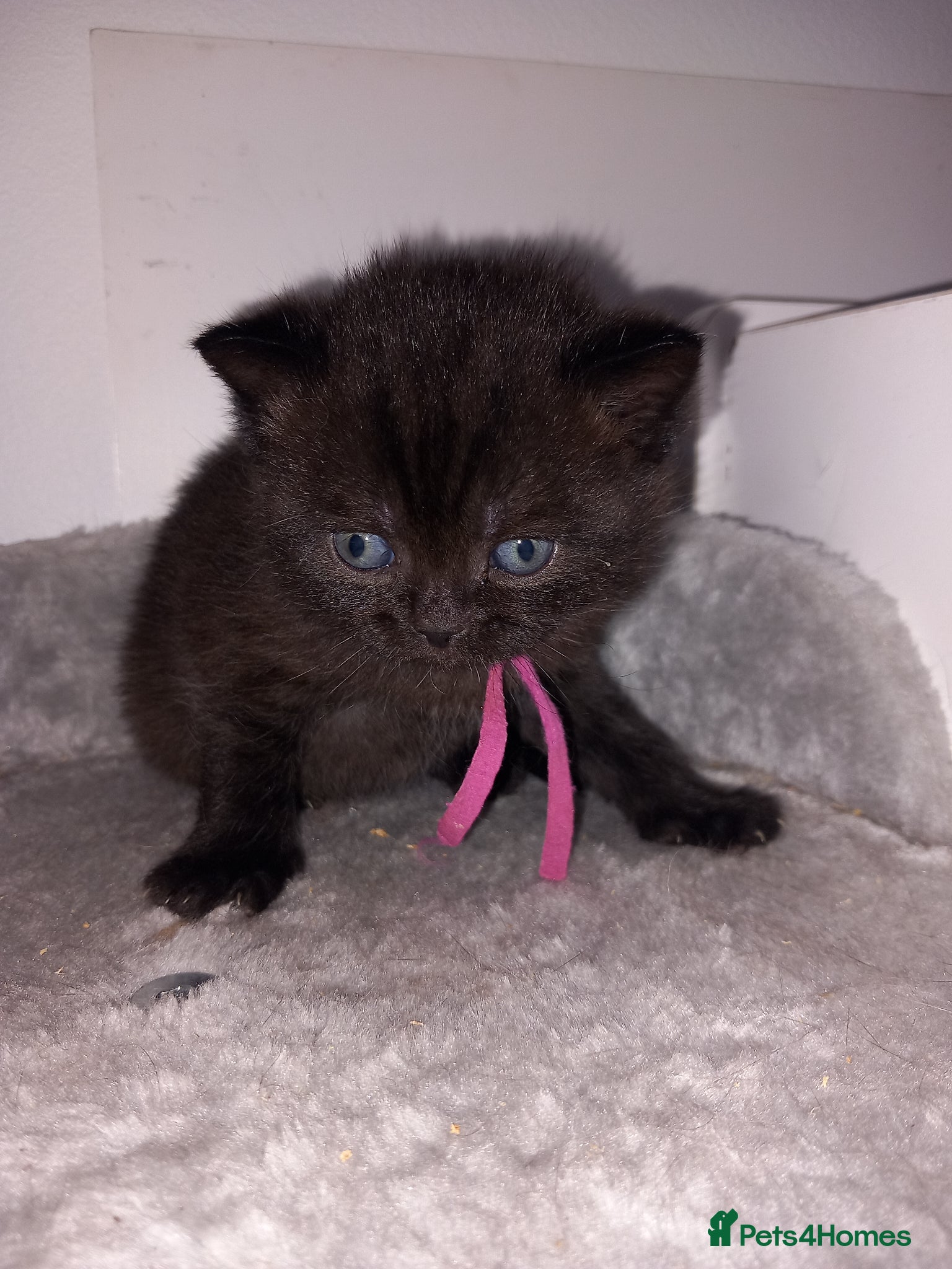 British Shorthair cats Chocolate BSH  - Advert 2