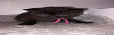 British Shorthair Kitten 1