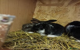 Mini Lop rabbits for sale: Plush mini lops  - Image 2