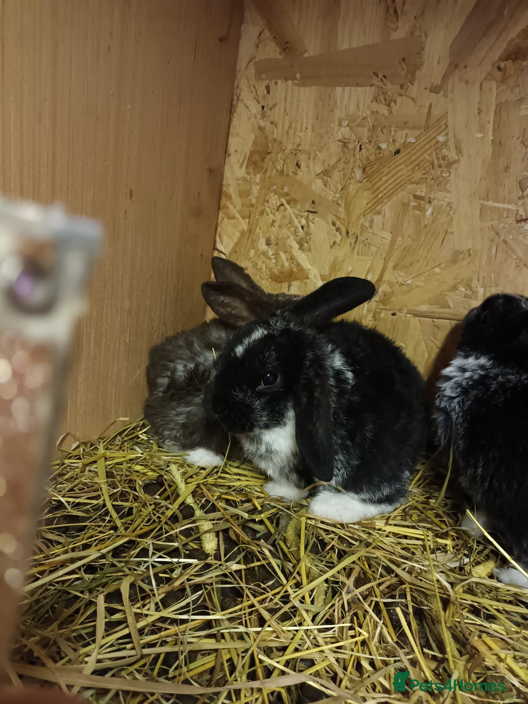 Mini Lop rabbits for sale: Plush mini lops  - Image 2