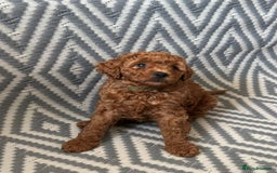 Mixed Breed dogs for sale: Poochon x Maltipoo puppies - Image 2