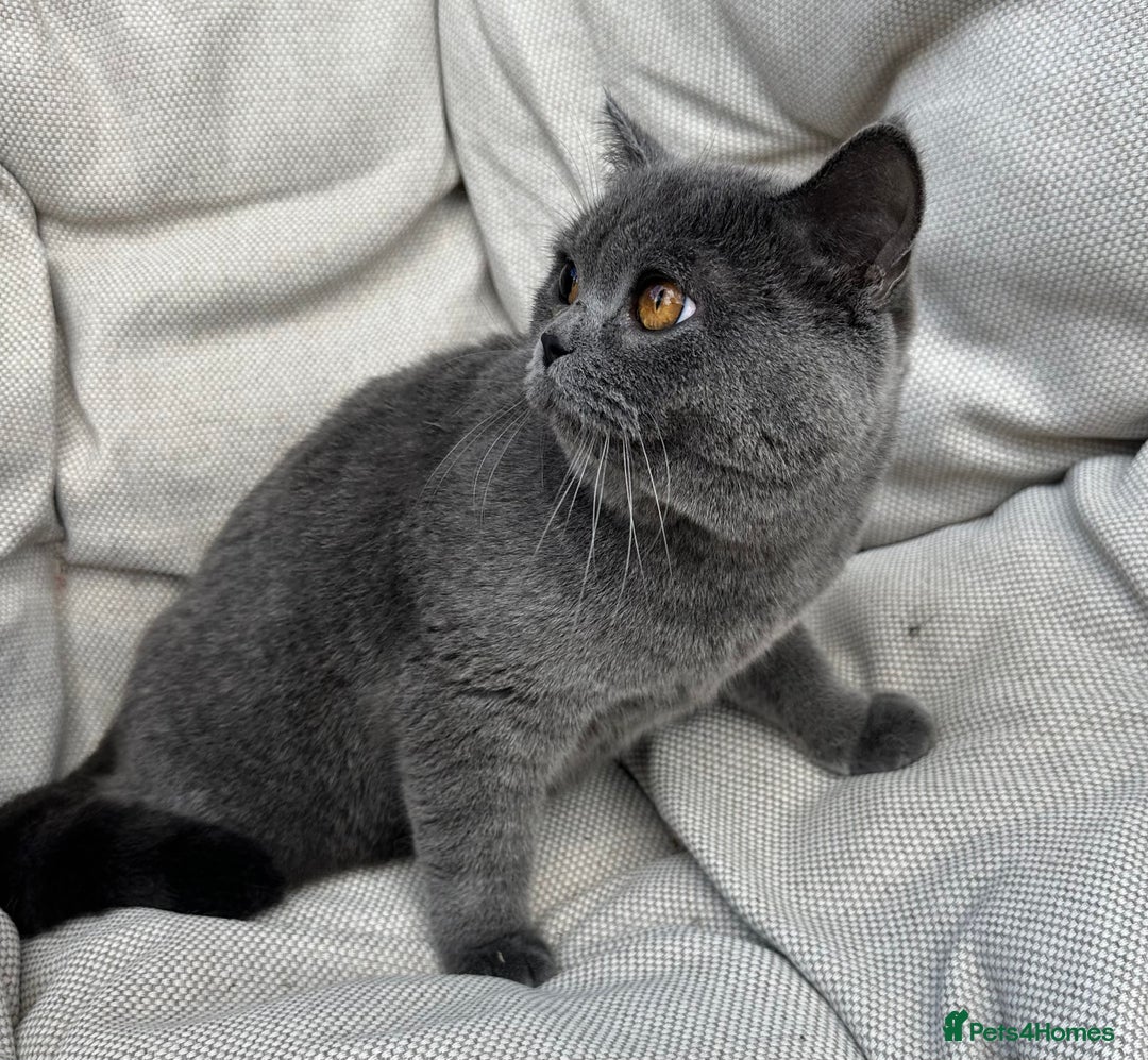 British Shorthair cats for sale: British shorthair female🏆 in Norwich - Image 6