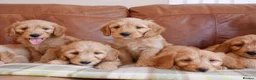Goldendoodle dogs for sale: Quality Health Tested Miniature Goldendoodles - Advert 6