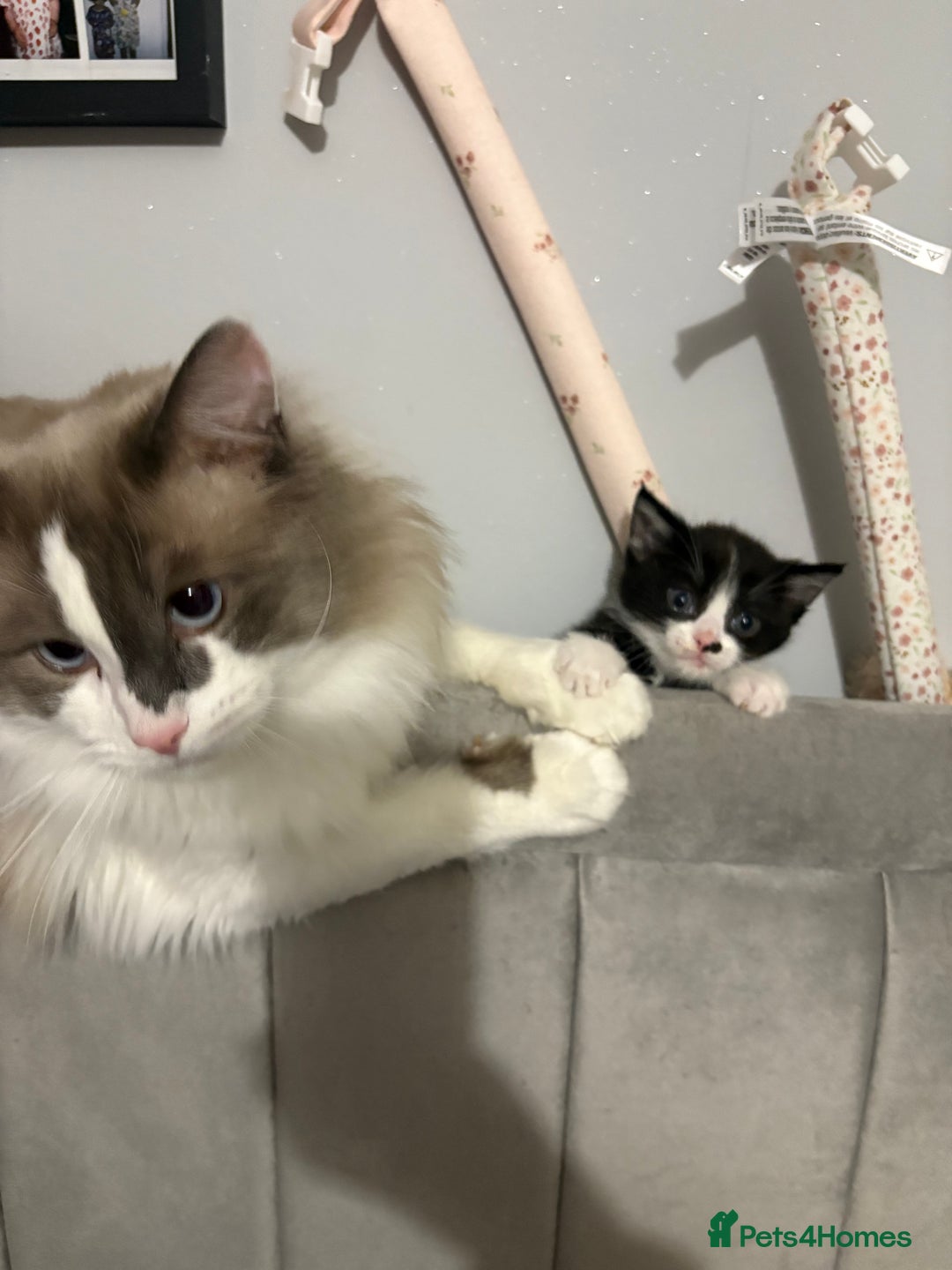 Ragdoll cats for sale:  Ragdoll X Kittens  - Advert 1