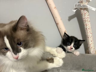 Ragdoll cats Ragdoll X Kittens - Advert 3