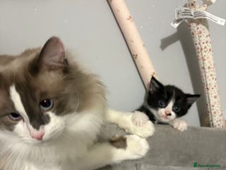 Ragdoll cats Ragdoll X Kittens - Advert 17