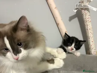 Ragdoll cats Ragdoll X Kittens - Advert 7