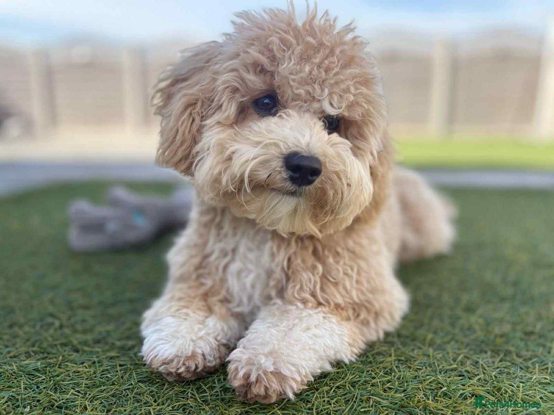 Toy Poodle dogs for stud: Toy Poodle KC - Stud and  fully health tested  - Advert 36