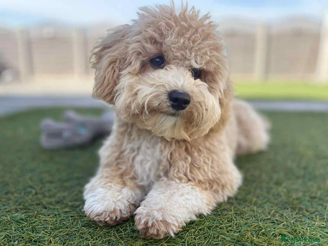 Toy Poodle dogs for stud: Charlie KC Toy poodle  extensively health tested  - Advert 35