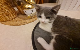 Mixed Breed cats for sale: Stunning  kittens looking  4 new home - Advert 12