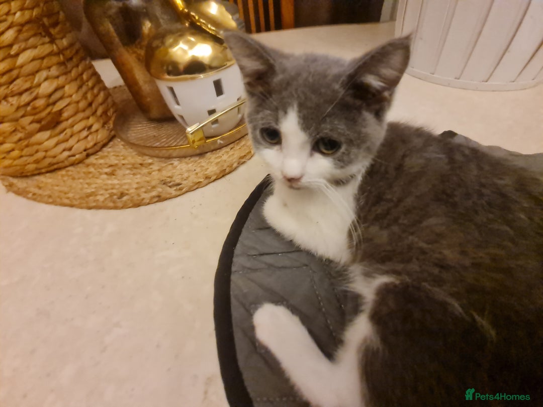 Mixed Breed cats for sale: Stunning  kittens looking  4 new home - Advert 12