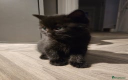 Mixed Breed cats for sale: 3 Adorable black beauties  - Image 4